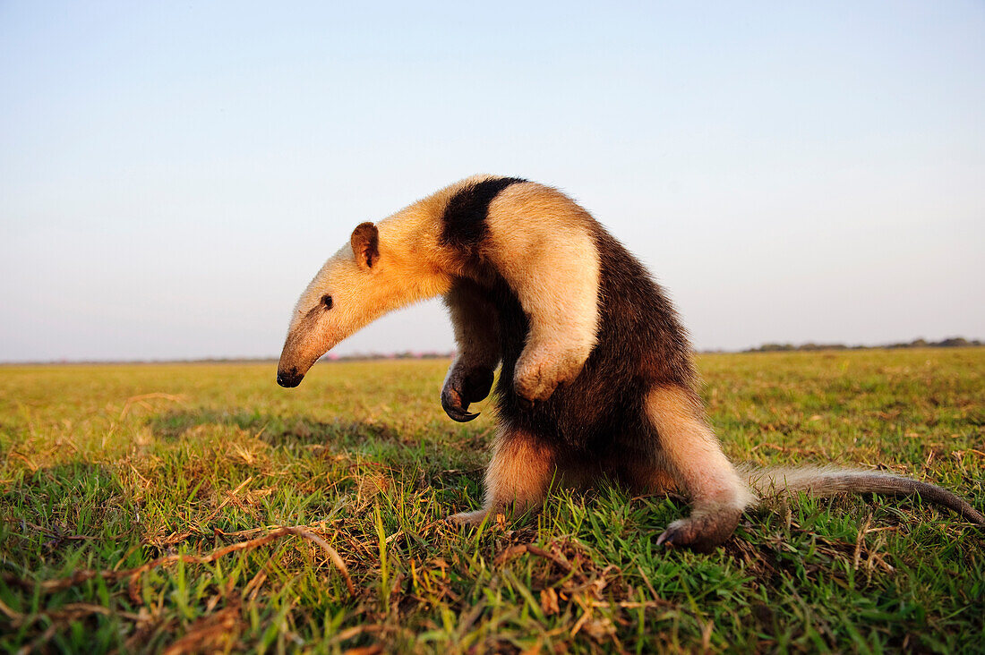 Southern Anteater (Tamandua tetradactyla) in defensive posture, Pantanal, Brazil