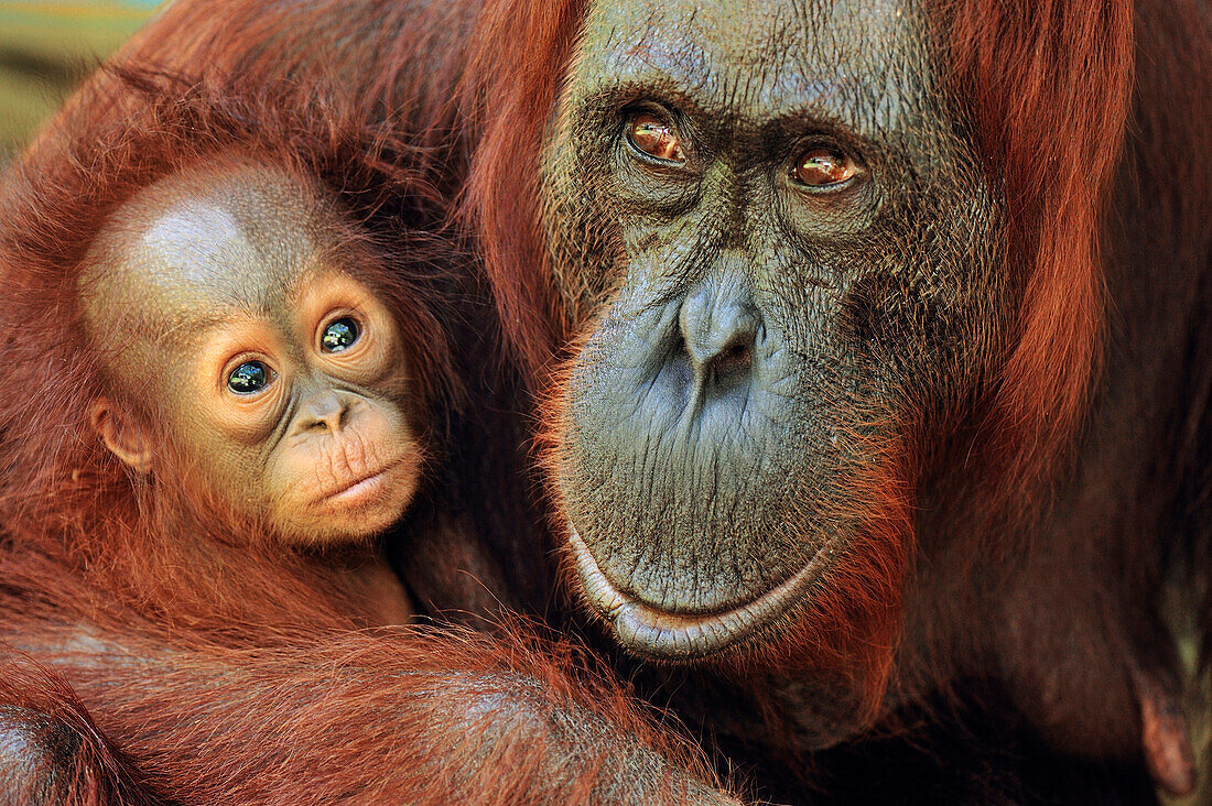 Orangutan (Pongo pygmaeus) female with young, Camp Leakey, Tanjung Puting National Park, Borneo, Indonesia