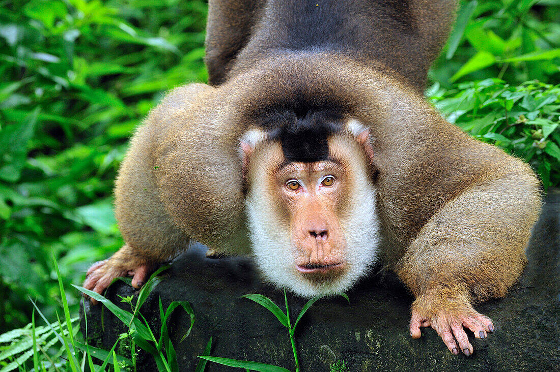 Pig-tailed Macaque (Macaca nemestrina) male displaying, Gunung Leuser National Park, northern Sumatra, Indonesia