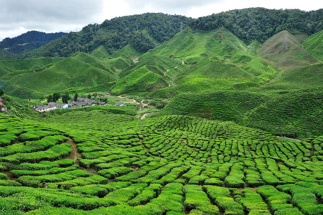 Tea plantations, Cameron Highlands, Malaysia