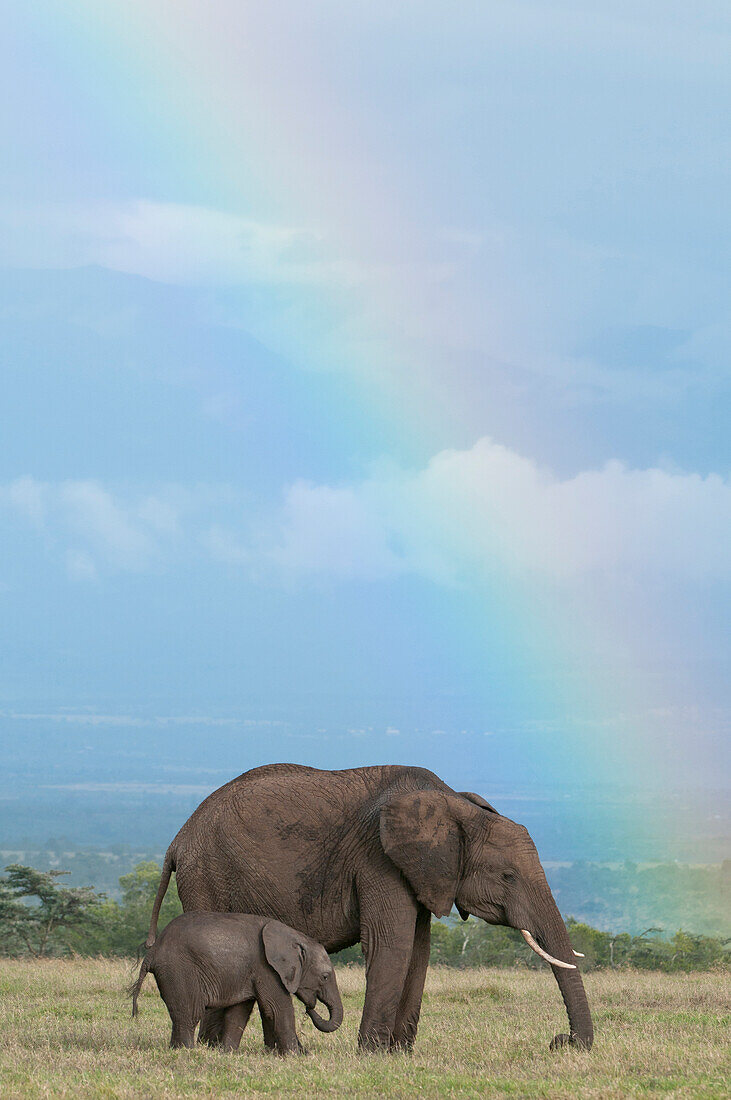African Elephant (Loxodonta africana) mother and calf grazing with rainbow in background, Ol Pejeta Conservancy, Kenya