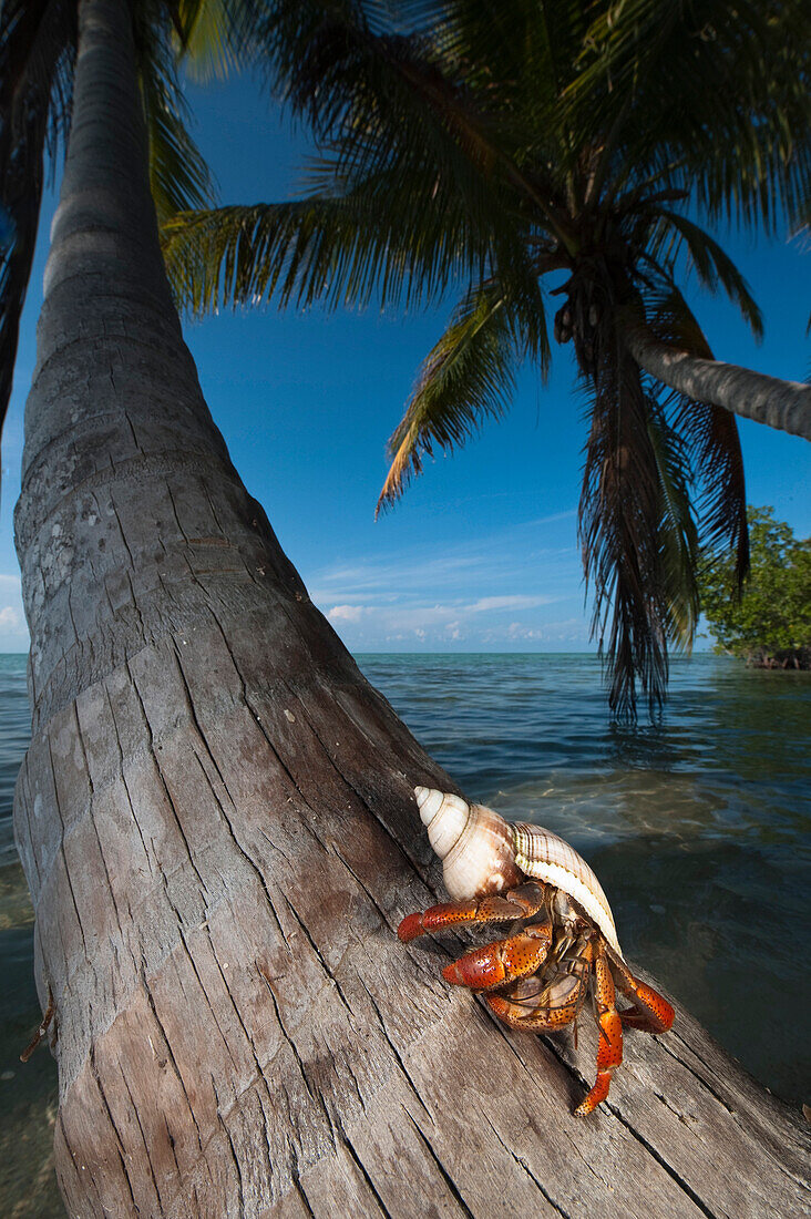 Purple Claw Land Hermit (Coenobita clypeatus) on palm trunk, Sian Ka'an Biosphere Reserve, Quintana Roo, Mexico