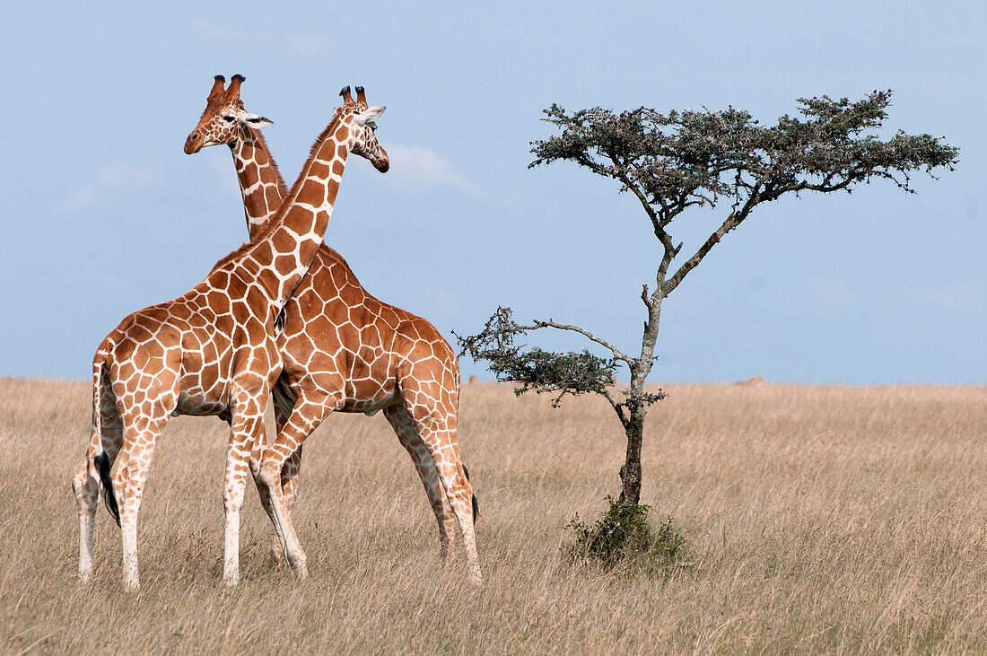 Reticulated Giraffe (Giraffa camelopardalis reticulata) males necking, Ol Pejeta Conservancy, Kenya