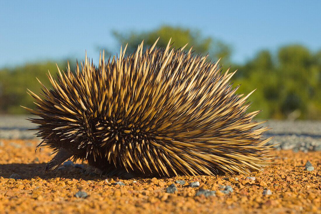 Short-beaked Echidna (Tachyglossus aculeatus), Nambung National Park, Western Australia, Australia