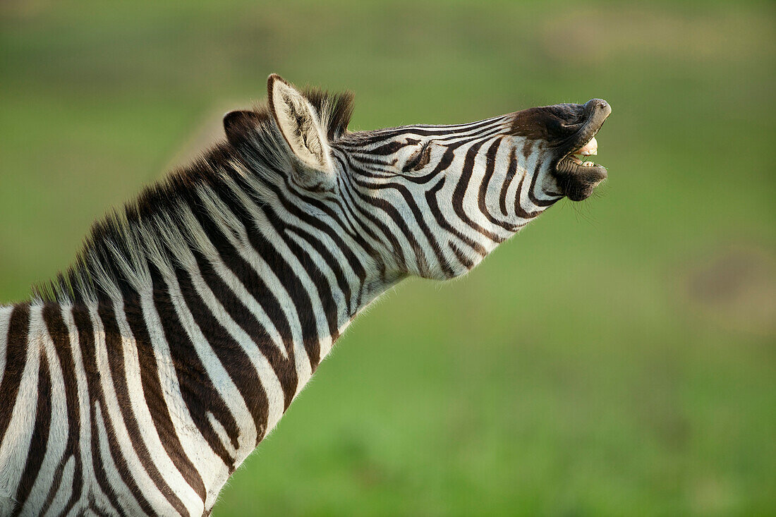 Burchell's Zebra (Equus burchellii) flehming, Kwazulu Natal, South Africa