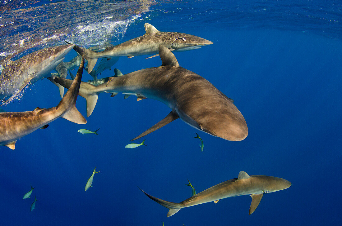 Silky Shark (Carcharhinus falciformis) group swimming near surface, Jardines de la Reina National Park, Cuba