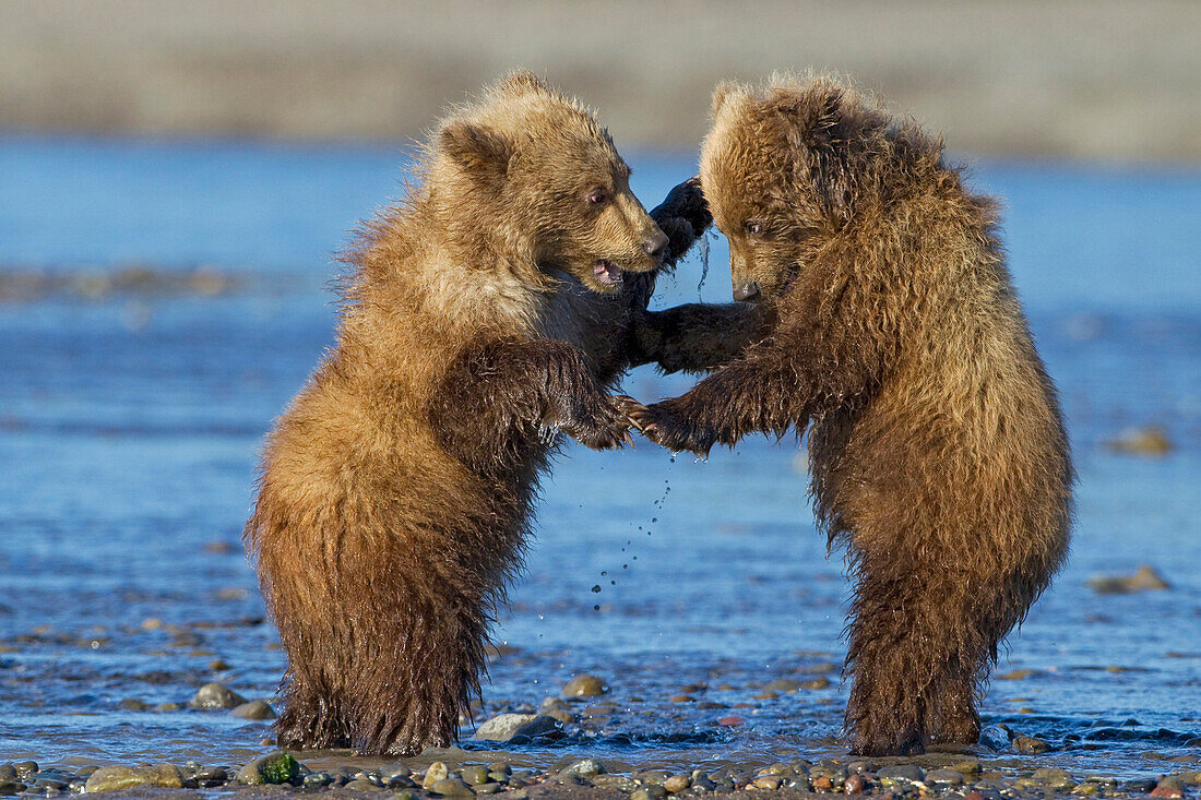 Grizzly Bear (Ursus arctos horribilis) cubs play fighting, Lake Clark National Park, Alaska