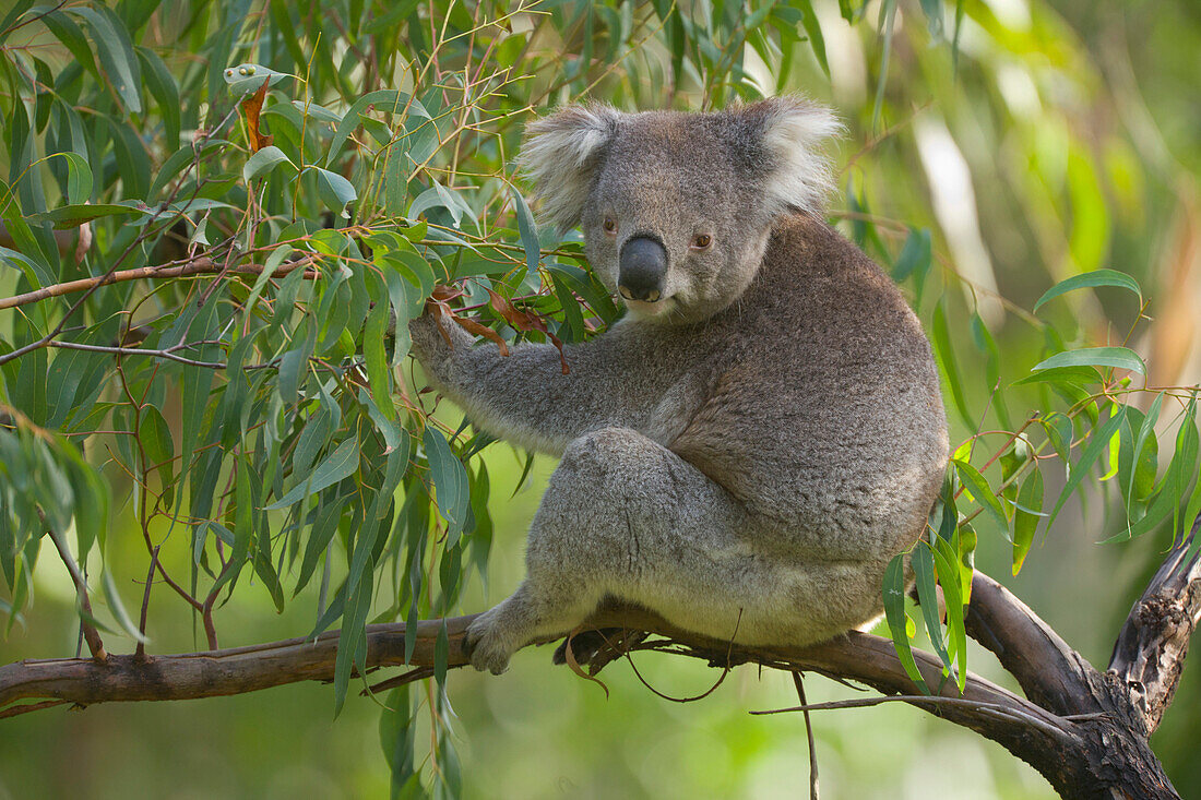 Koala (Phascolarctos cinereus) feeding on eucalyptus leaves, Otway National Park, Victoria, Austraila