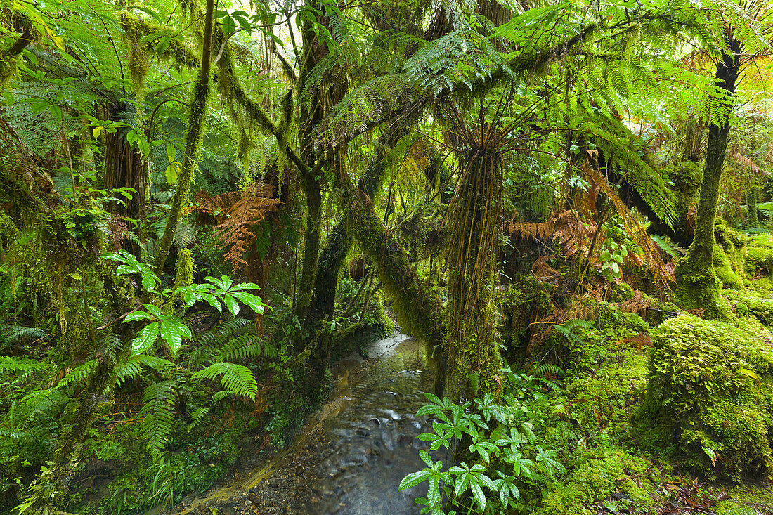 Stream in subtropical rainforest, South Island, New Zealand