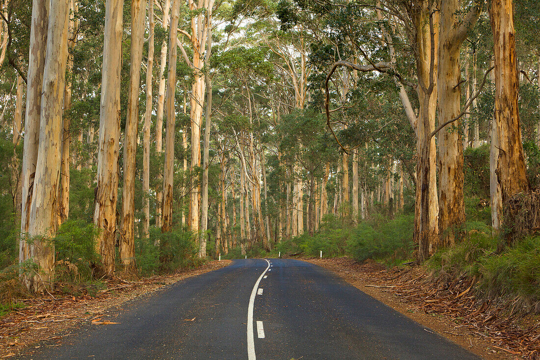 Karri (Eucalyptus diversicolor) forest and road, Leeuwin Naturaliste National Park, Western Australia, Australia