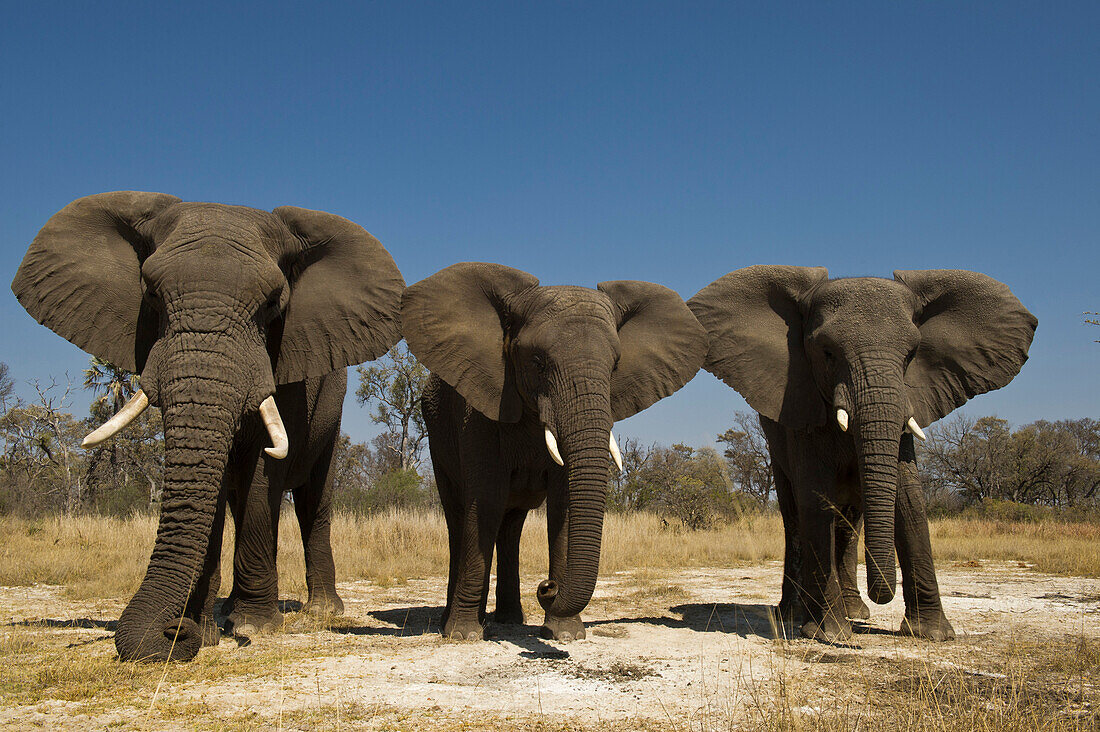 African Elephant (Loxodonta africana) domesticated orphans, Grey Matters, Moremi Game Reserve, Okavango Delta, Botswana