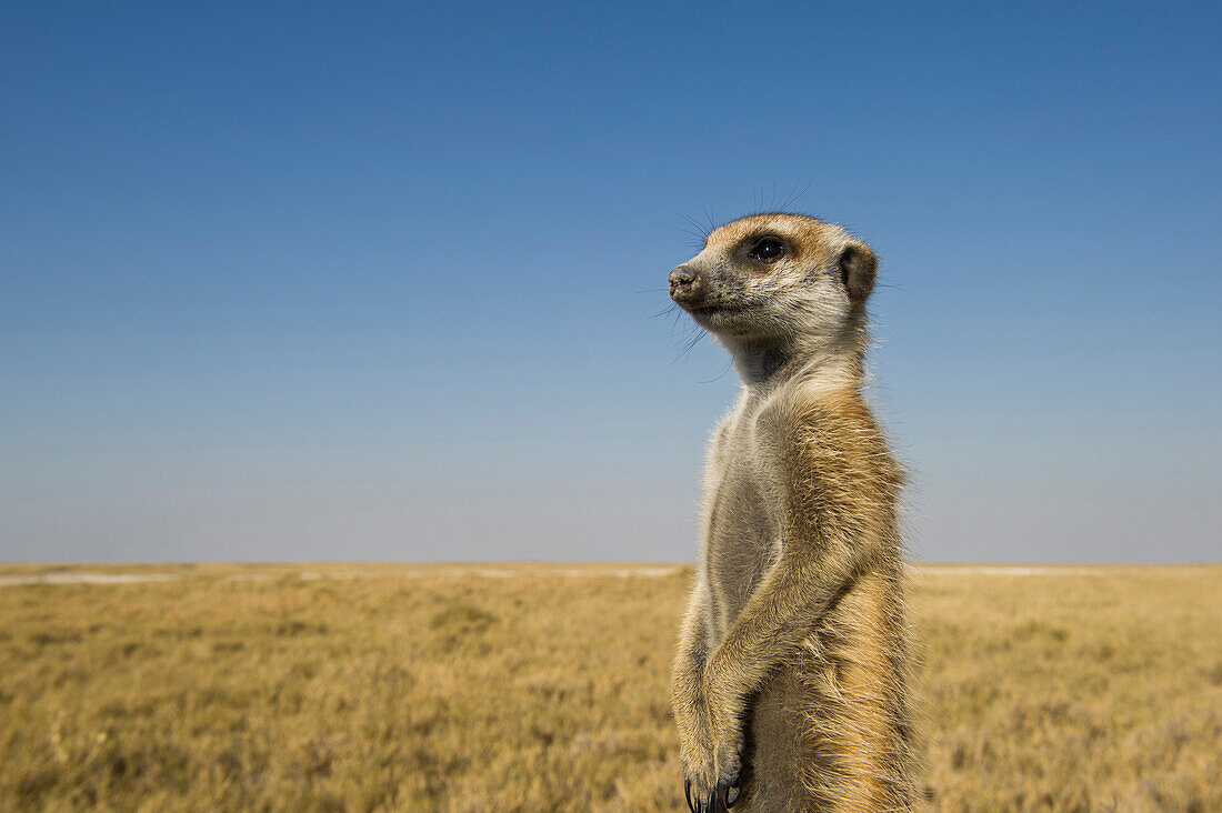 Meerkat (Suricata suricatta) standing guard, Makgadikgadi Pans, Kalahari Desert, Botswana