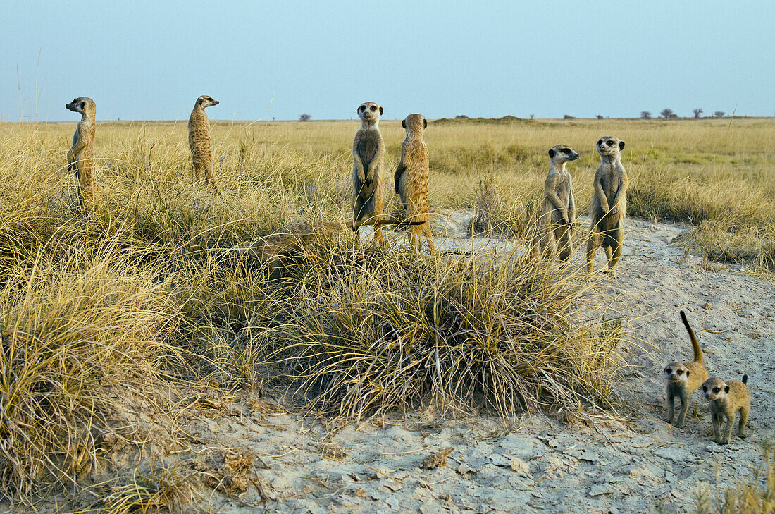 Meerkat (Suricata suricatta) family standing guard, Makgadikgadi Pans, Kalahari Desert, Botswana