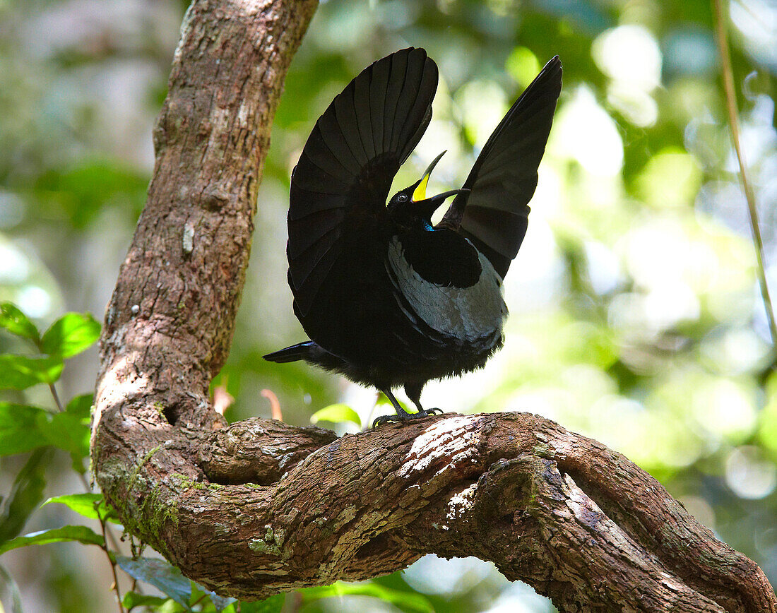Victoria's Riflebird (Ptiloris victoriae) male displaying on vine lek to attract females, Malanda, Queensland, Australia