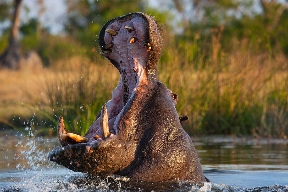 Hippopotamus (Hippopotamus amphibius) territorial display, Moremi Game Reserve, Okavango Delta, Botswana. Sequence 3 of 3