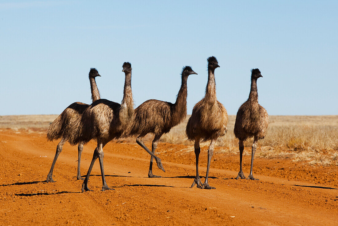 Emu (Dromaius novaehollandiae) group on road, Sturt National Park, New South Wales, Australia