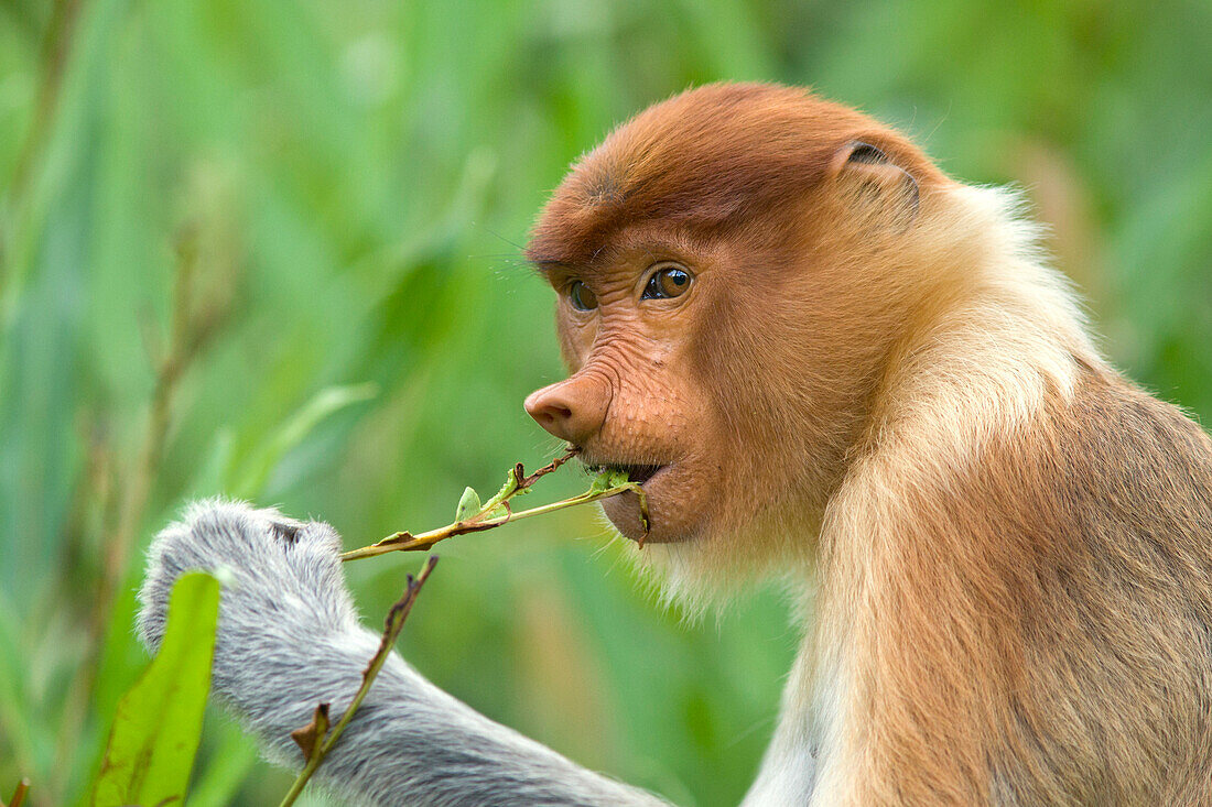 Proboscis Monkey (Nasalis larvatus) female feeding on leaves of mangrove, Sabah, Malaysia