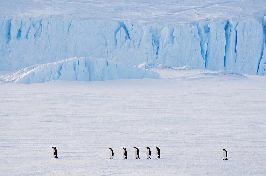 Emperor Penguin (Aptenodytes forsteri) group on ice, Prydz Bay, eastern Antarctica