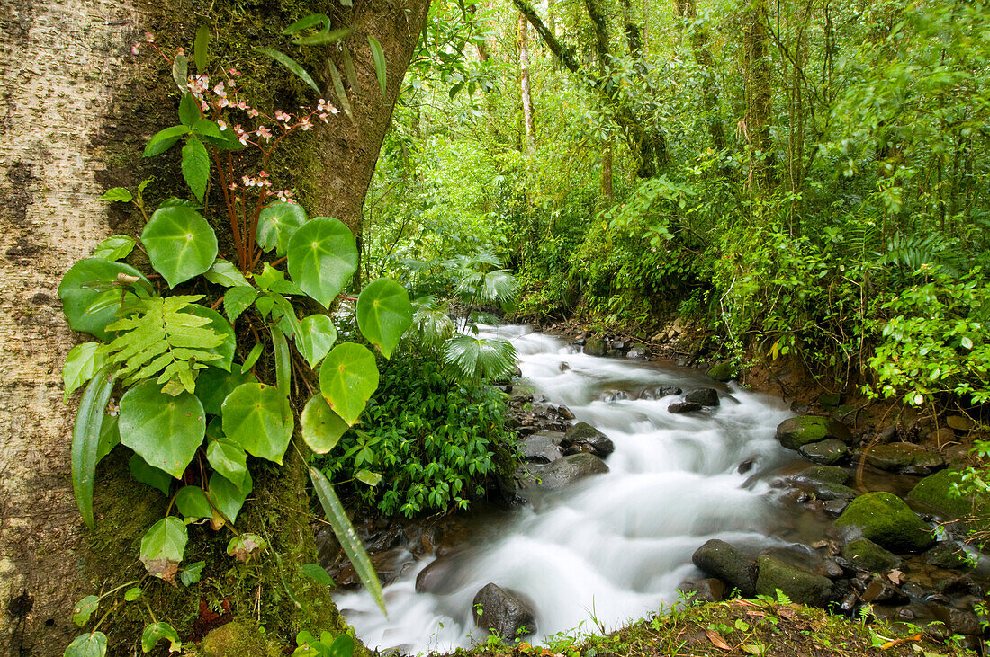 Creek flowing through rainforest, Costa Rica