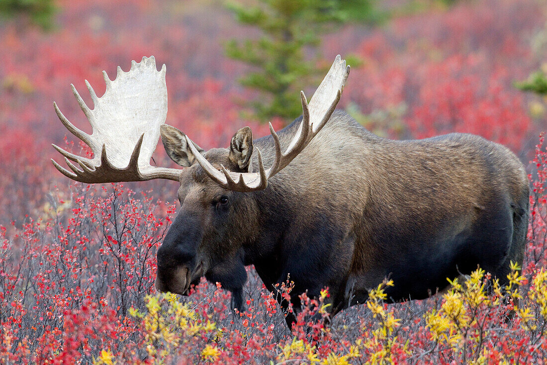 Alaska Moose (Alces alces gigas) bull in fall colored tundra, Denali National Park, Alaska