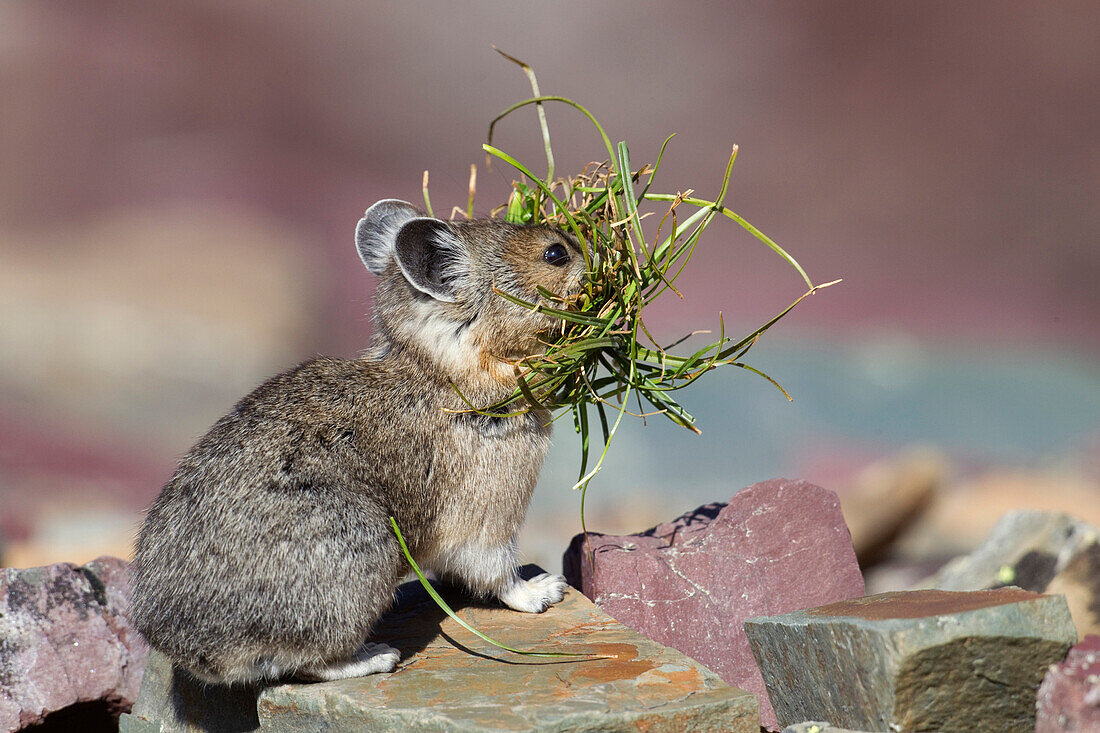 American Pika (Ochotona princeps) carrying grasses, Glacier National Park, Montana