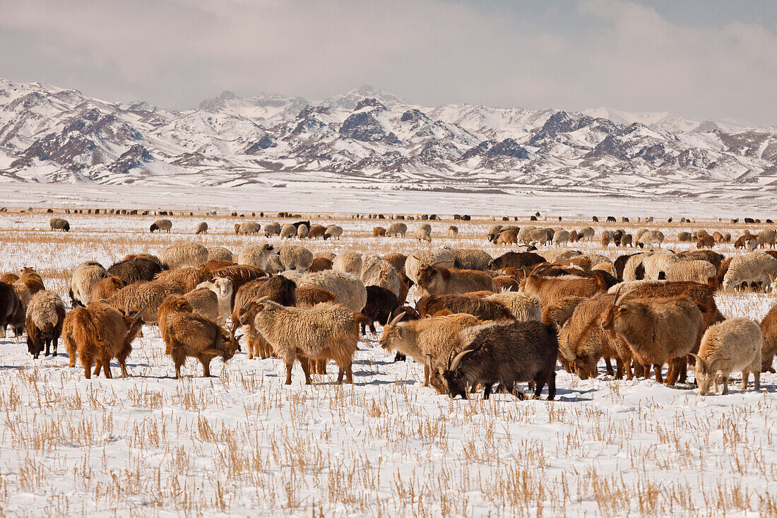 Domestic Sheep (Ovis aries) and Domestic Goat (Capra hircus) group grazing in winter, Gobi Desert, Mongolia
