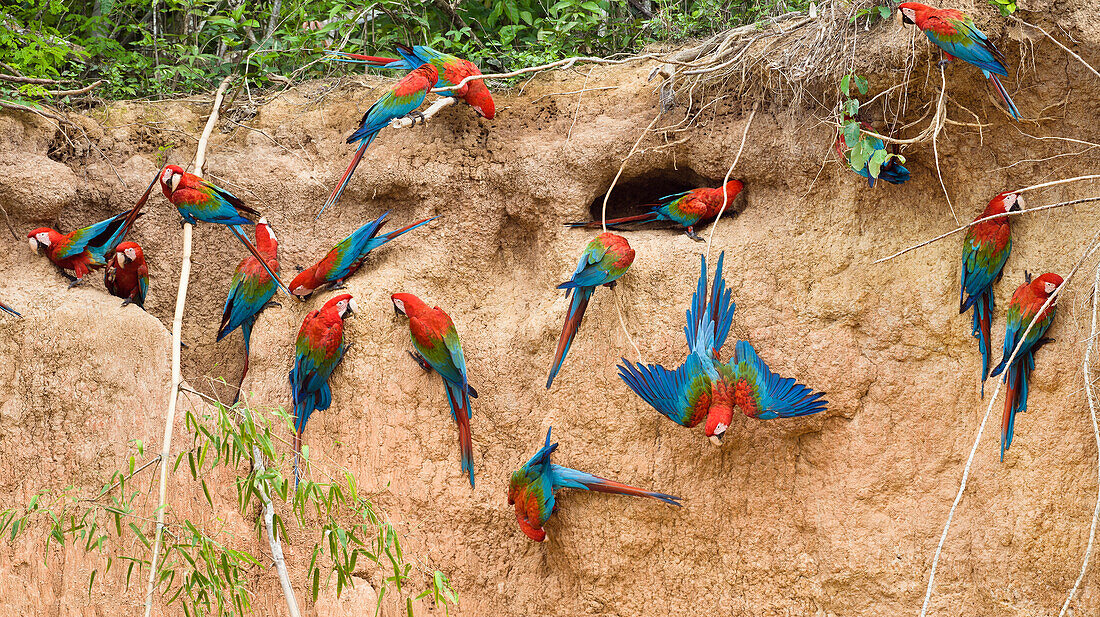 Red and Green Macaw (Ara chloroptera) flock at clay lick, Tambopata National Reserve, Peru