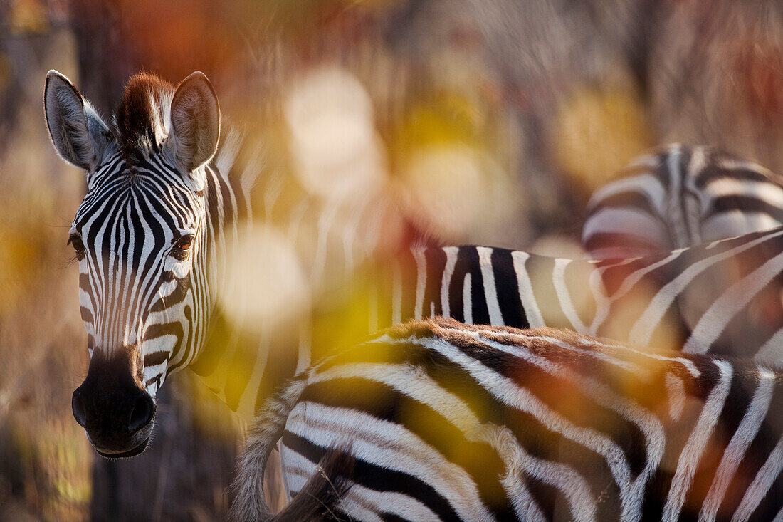 Burchell's Zebra (Equus burchellii) seen through leaves, Kruger National Park, South Africa