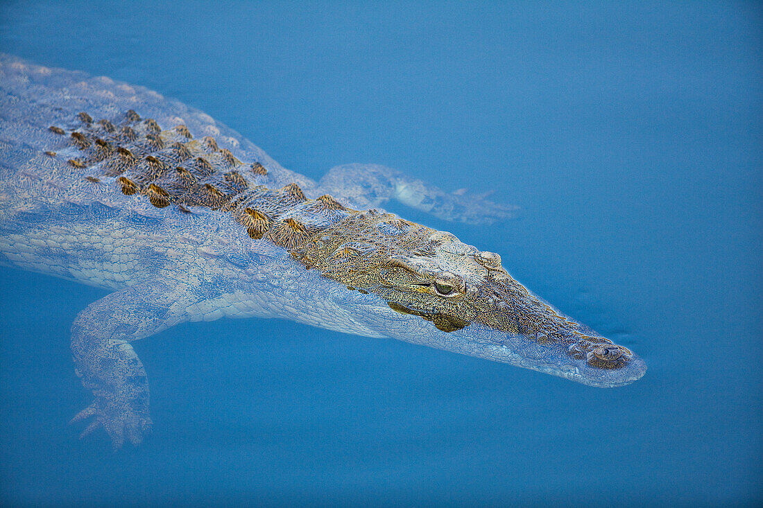 Nile Crocodile (Crocodylus niloticus) floating on water surface, Mpumalanga, South Africa