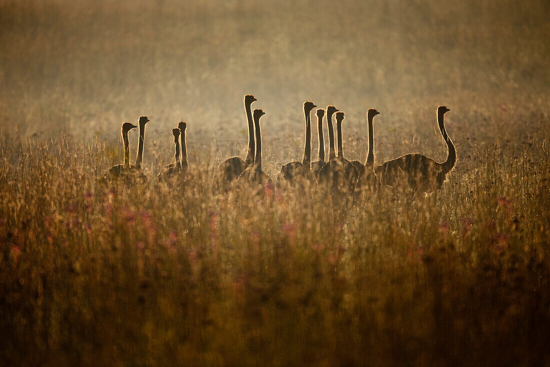 Ostrich (Struthio camelus) group in grasses, Rietvlei Nature Reserve, Gauteng, South Africa
