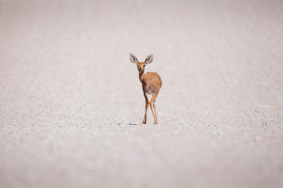 Steenbok (Raphicerus campestris) on dry salt pan, Kgalagadi Transfrontier Park, South Africa