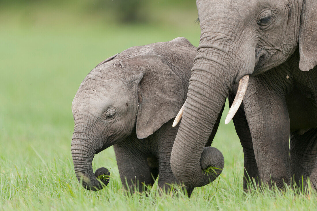 African Elephant (Loxodonta africana) juvenile and calf, Ol Pejeta Conservancy, Kenya