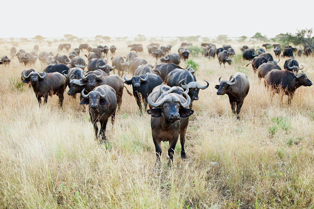 Cape Buffalo (Syncerus caffer) herd, Kruger National Park, South Africa
