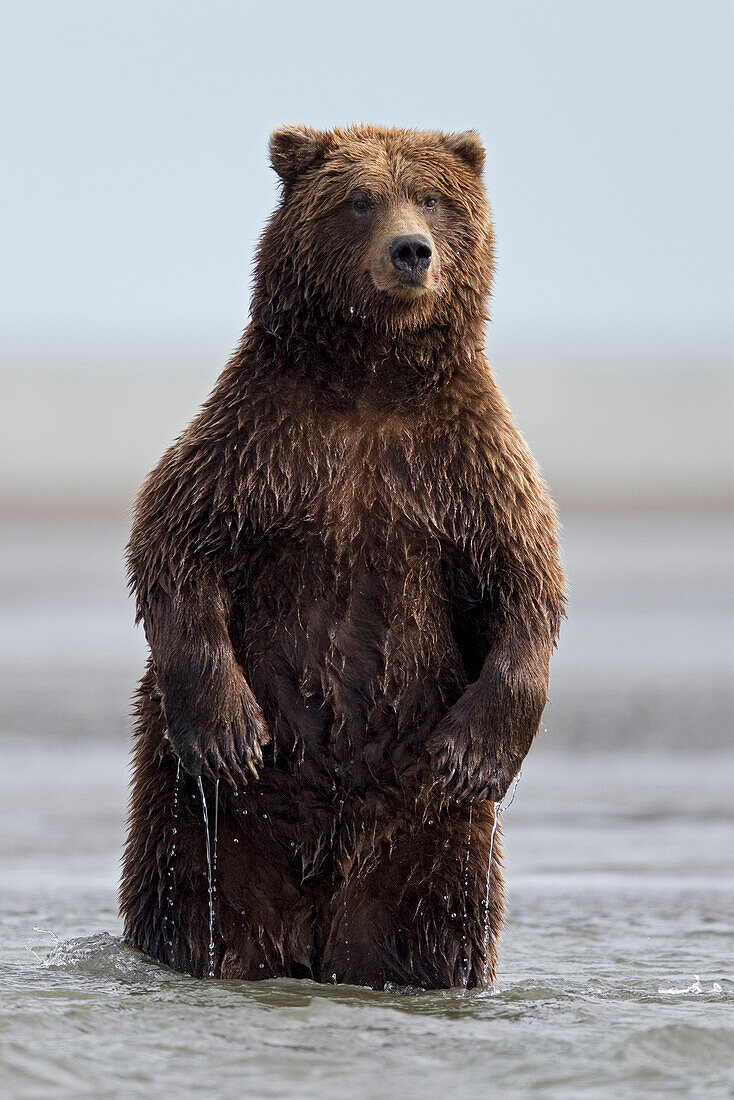 Grizzly Bear (Ursus arctos horribilis) female standing looking for salmon, Lake Clark National Park, Alaska