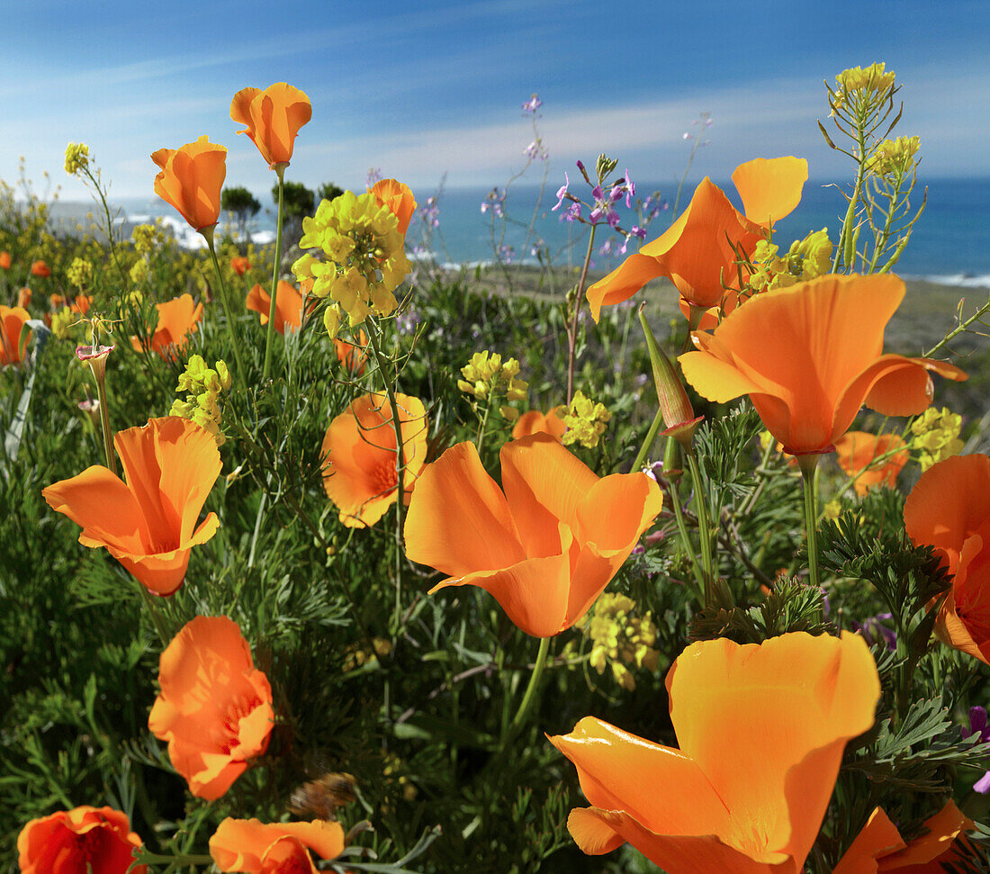 California Poppy (Eschscholzia californica) flowers, Big Sur, California
