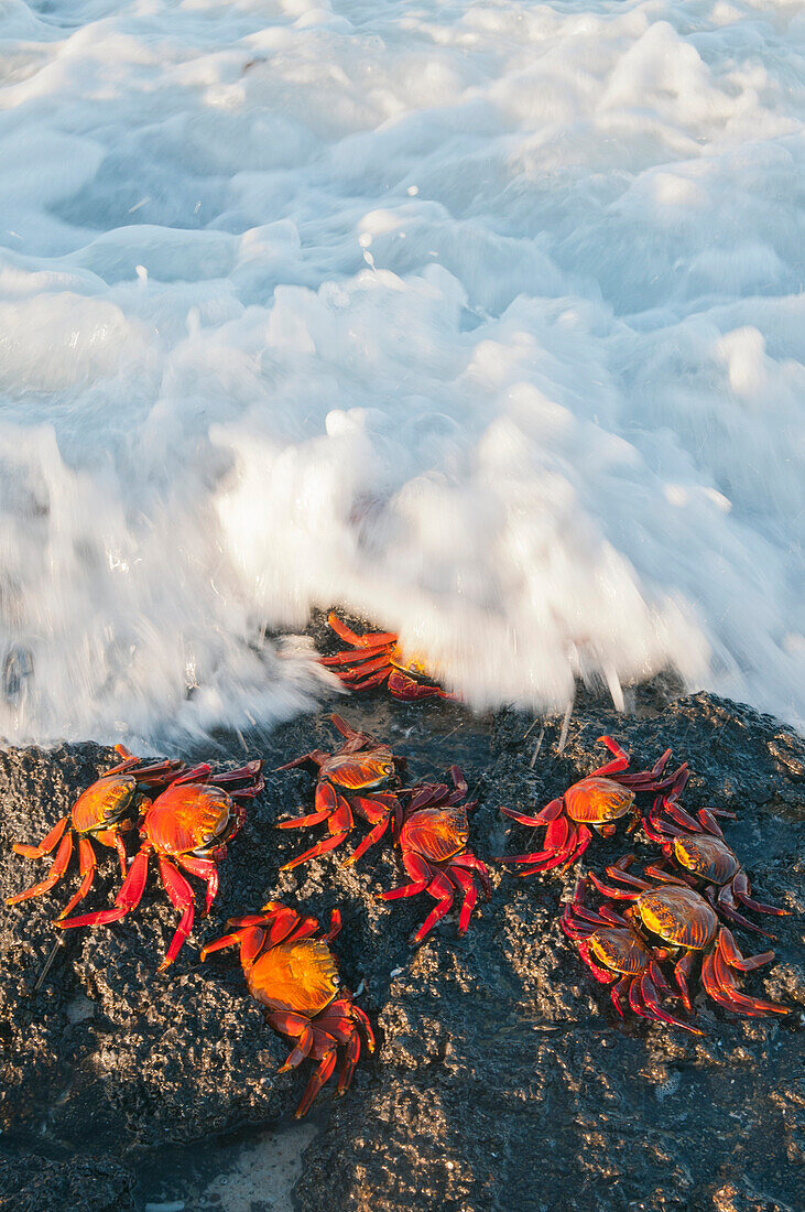 Sally Lightfoot Crab (Grapsus grapsus) group getting hit by wave, Galapagos Islands, Ecuador