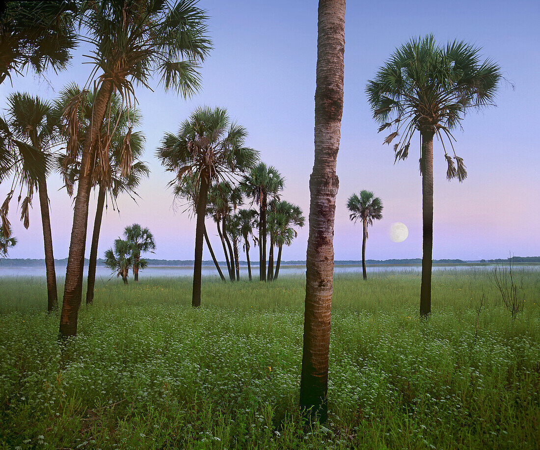 Cabbage Palm (Sabal sp) trees and moon, Myakka River State Park, Florida