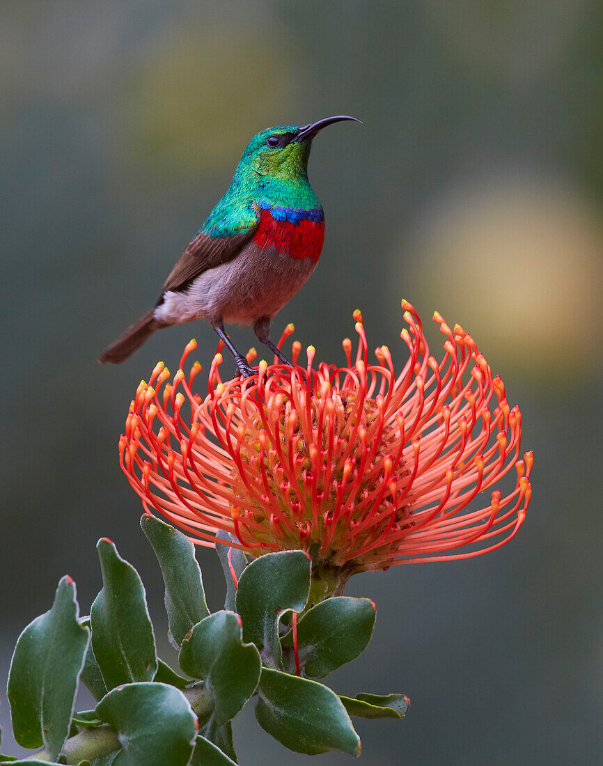 Southern Double-collared Sunbird (Nectarinia chalybea) on Rocket Pincushion (Leucospermum reflexum) flower, Kirstenbosch Garden, Cape Town, South Africa