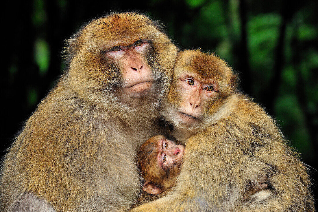 Barbary Macaque (Macaca sylvanus) family, native to northern Africa