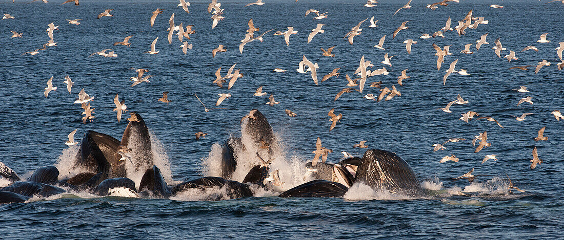 Humpback Whale (Megaptera novaeangliae) group gulp feeding with scavenging gulls flying above, southeast Alaska