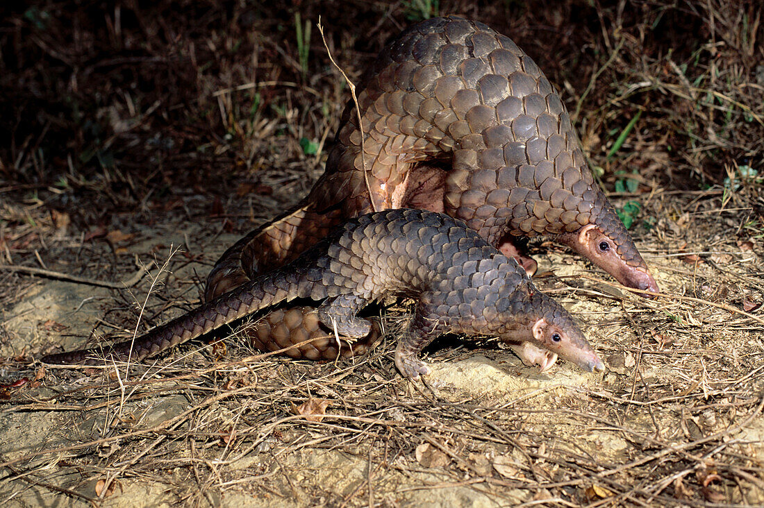 Malayan Pangolin (Manis javanica) mother and young, southeast Asia