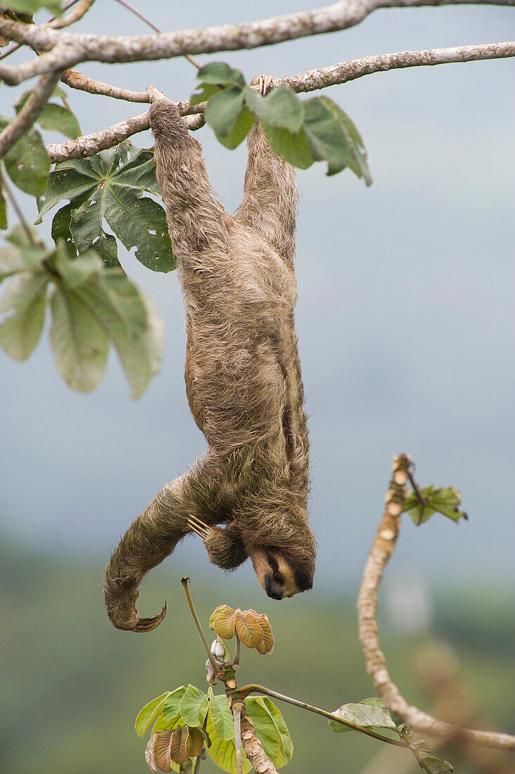 Brown-throated Three-toed Sloth (Bradypus variegatus) hanging from branch, Panama City, Panama