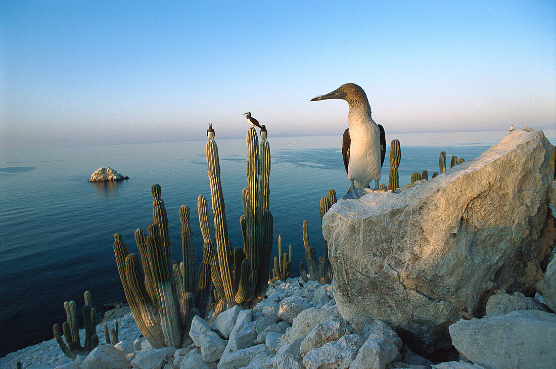 Blue-footed Booby (Sula nebouxii) perched on rocks and cactus on San Pedro Martir Island, Gulf of California, Mexico