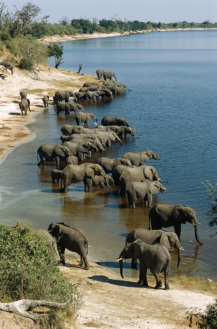 African Elephant (Loxodonta africana) herd drinking from river, Chobe National Park, Botswana