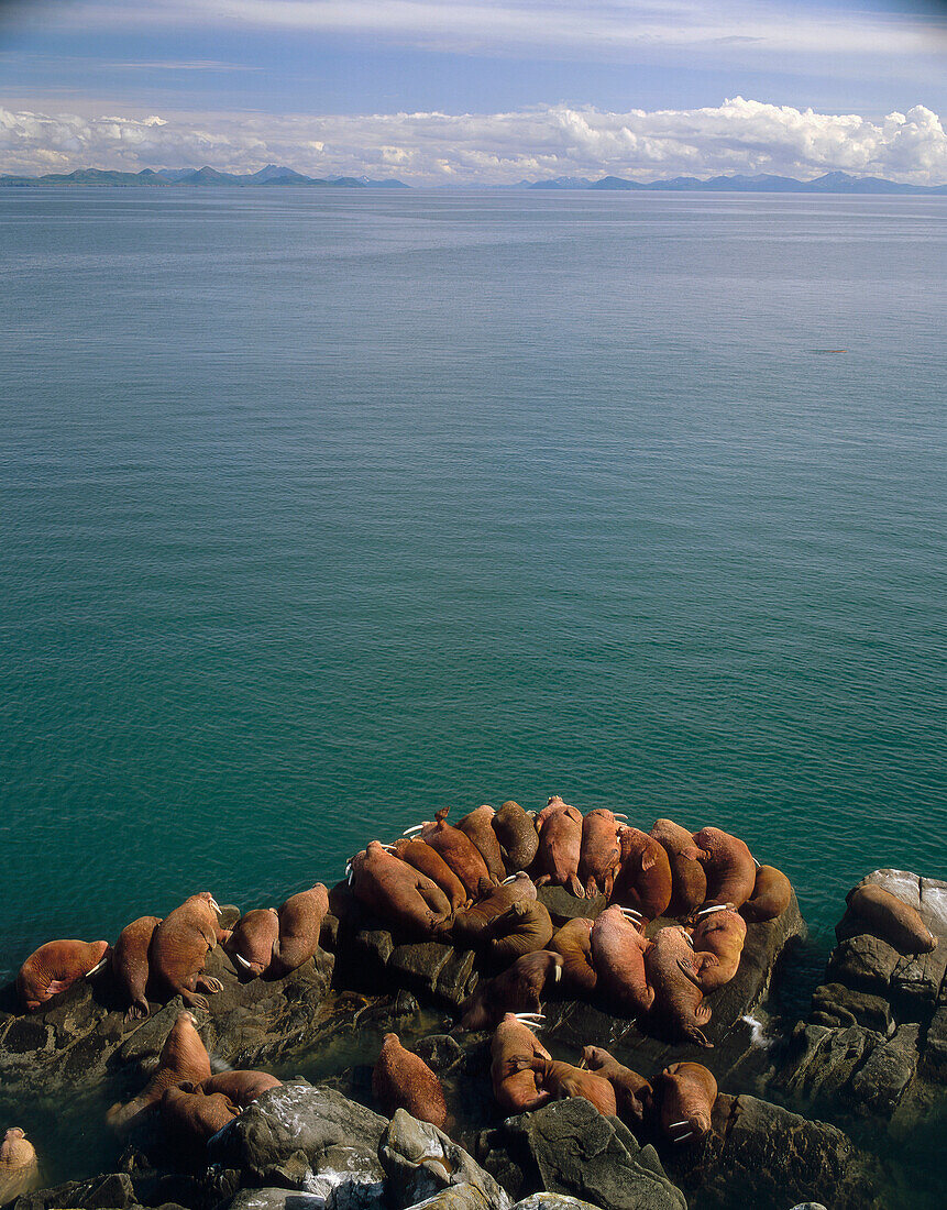Pacific Walrus (Odobenus rosmarus divergens) overlooking sea, Pacific Walrus Islands State Game Sanctuary, Alaska