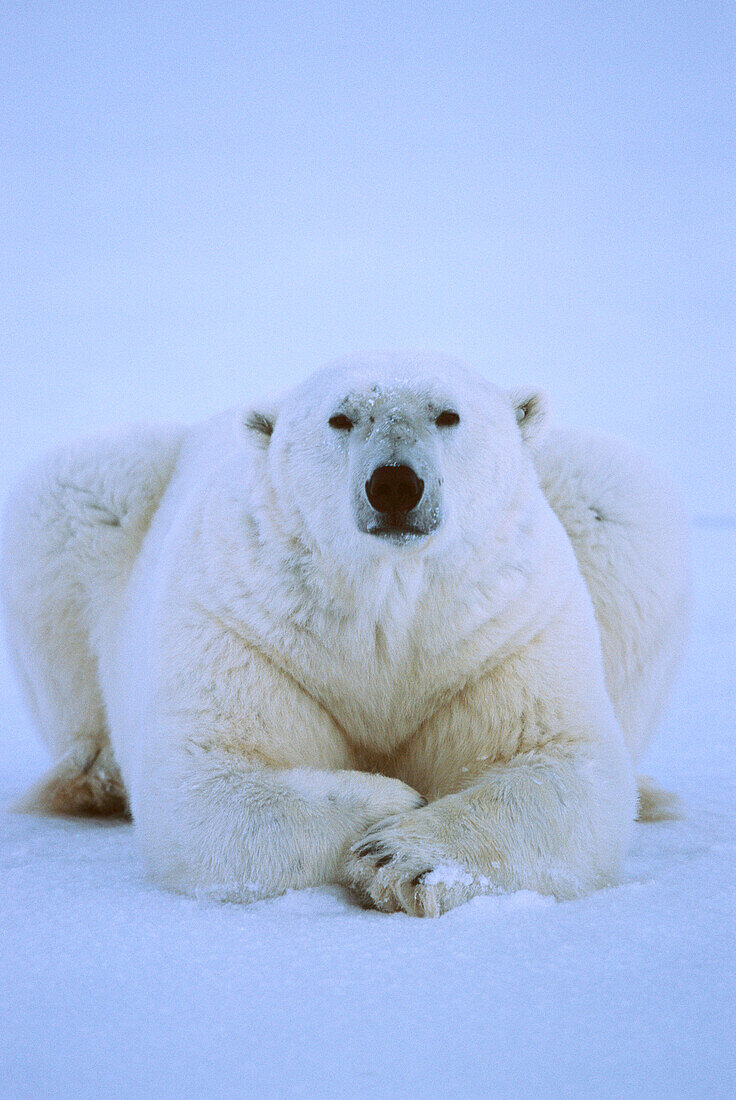Polar Bear (Ursus maritimus) male resting on ice, Churchill, Manitoba, Canada