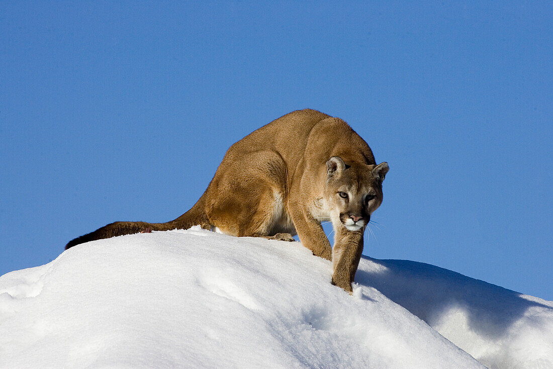 Mountain Lion (Puma concolor) in the snow, Kalispell, Montana