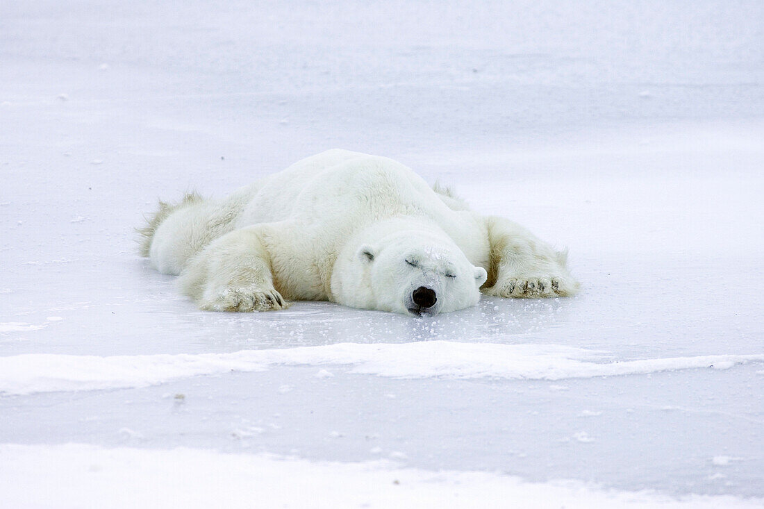 Polar Bear (Ursus maritimus) resting splayed out on ice to cool off after playing, Canada
