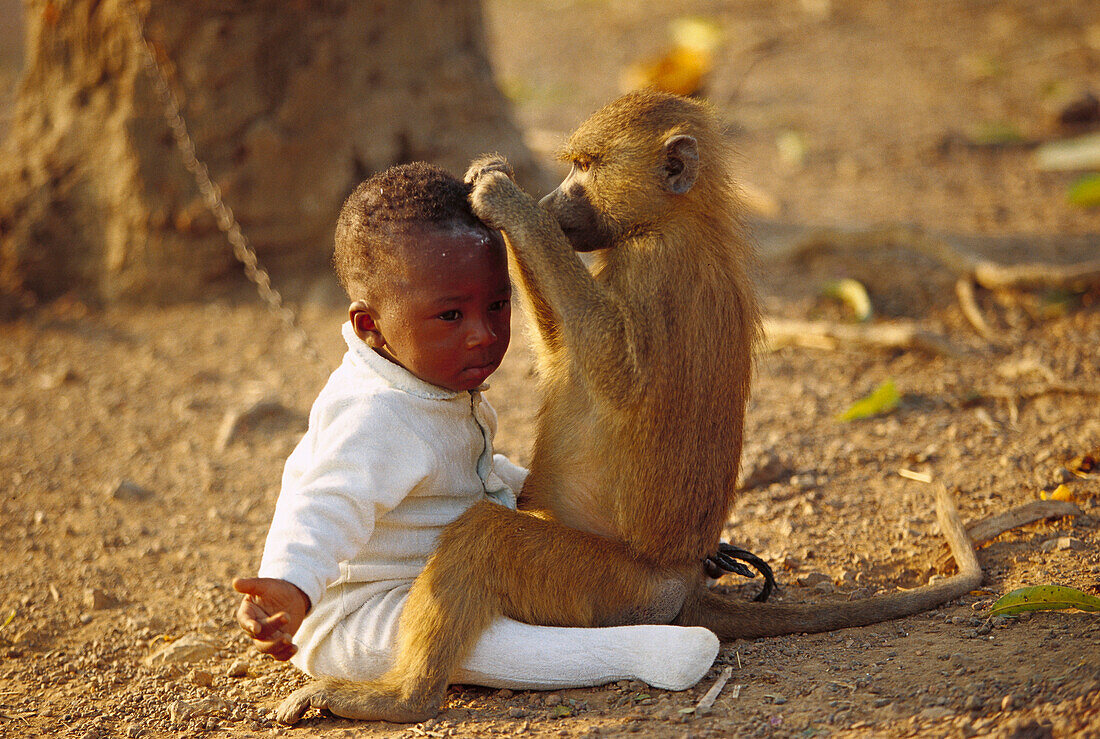 Guinea Baboon (Papio hamadryas papio) grooming a human baby, Guinea