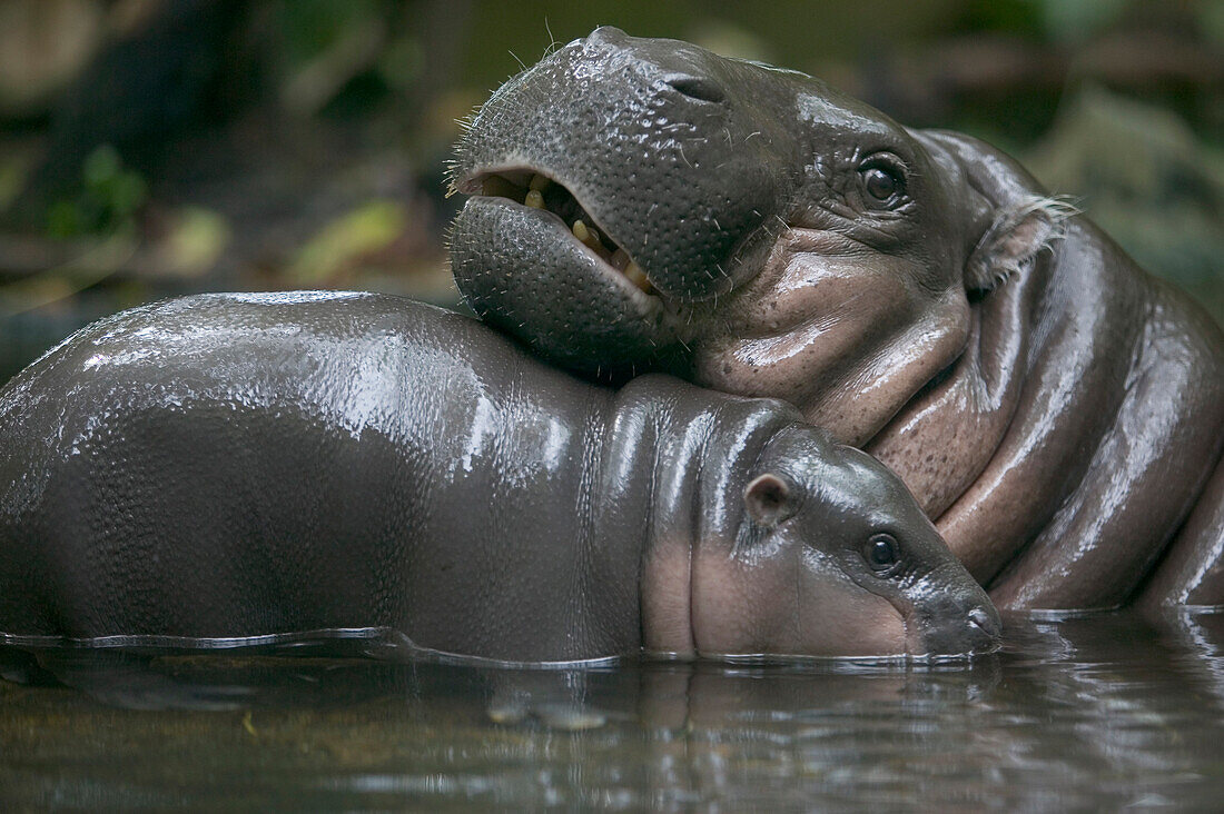 Pygmy Hippopotamus (Hexaprotodon liberiensis) mother and calf in water, native to West Africa